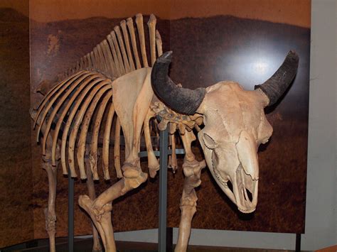 Bison Skeleton | edwarddallas | Flickr