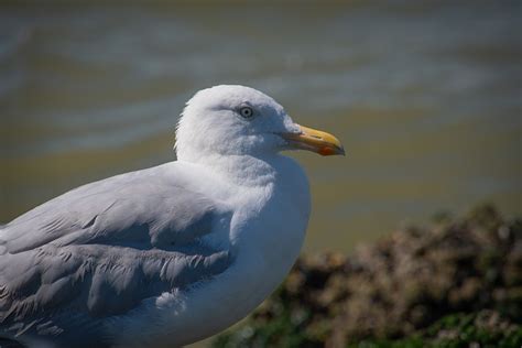 European Herring Gull Beach - Free photo on Pixabay - Pixabay