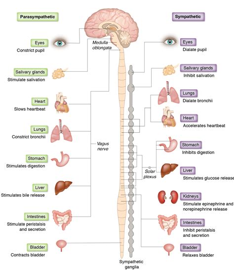 Sympathetic & Parasympathetic Innervation Schema :: Behance