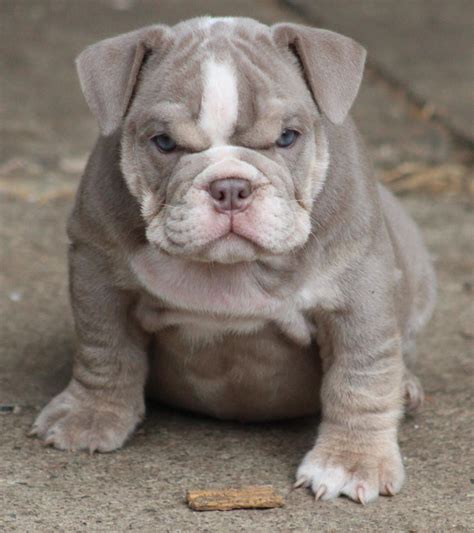 French Bulldog Mix With Pitbull Puppies - 15 Unreal English Bulldog ...