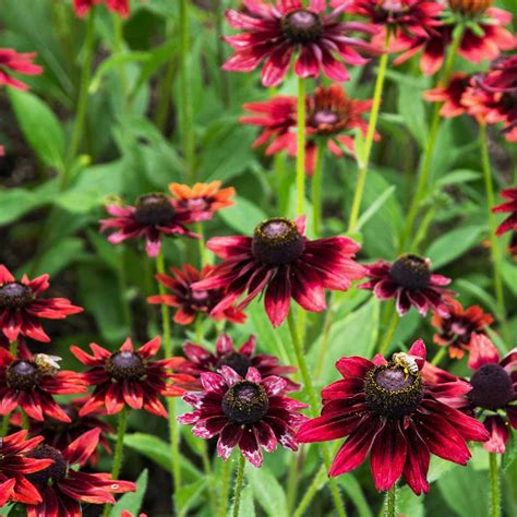 Rudbeckia (Black Eyed Susan) Seeds - Cherry Brandy - 100 Seeds - Cherry ...