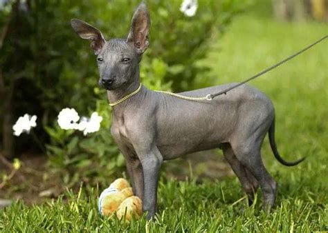 The Peruvian Hairless Dog - Journey Machu Picchu