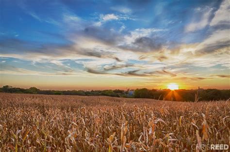 Chris Reed's photograph of a Corn Field | Fields of gold, Natural ...