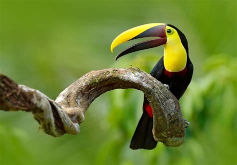 These 8 Costa Rica Birds Will Take Your Breath Away - Small Distinctive ...