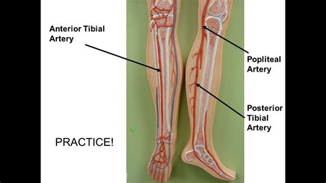 Posterior tibial pulse - ladervp