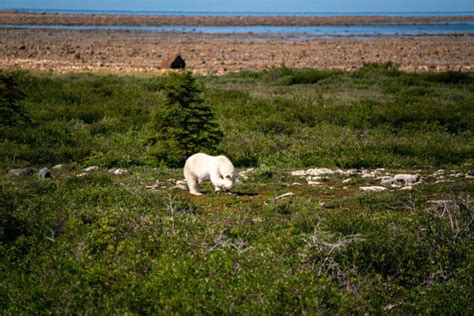 Searching for Polar Bears on a Tundra Buggy Adventure in Churchill - Wander The Map