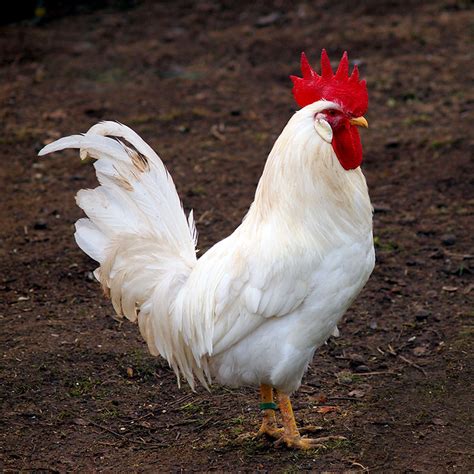 chicken-breeds-white-leghorn-rooster-01-243408715 - Hobby Farms