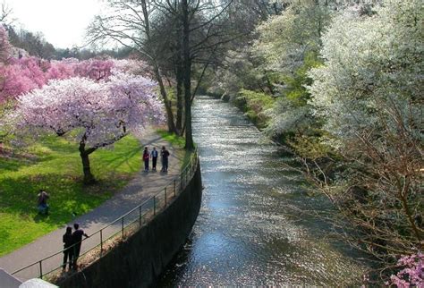 Belleville, NJ : Cherry Blossoms at Branch Brook Park | Day trips, New ...