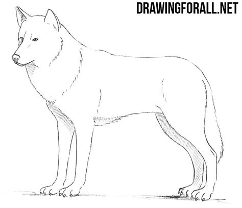 How To Draw A Wolf Pup Step By Step