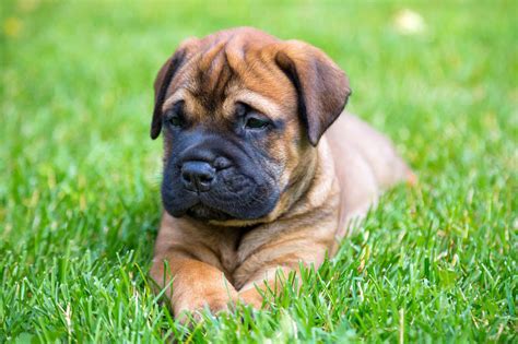 Meet the Bullmastiff!