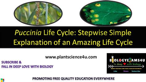 Life Cycle Of Puccinia