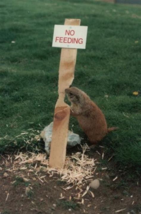 Funny Animal Signs (25 pics)