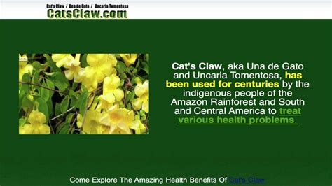 Explore The Amazing Health Benefits Of Cat's Claw - YouTube