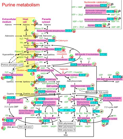 Purine metabolism