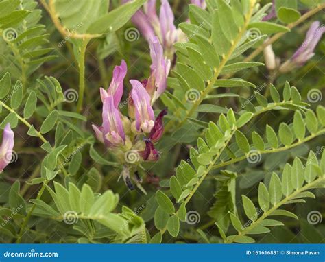 Astragalus Monspessulanus Plant Close Up Stock Image - Image of close, fresh: 161616831