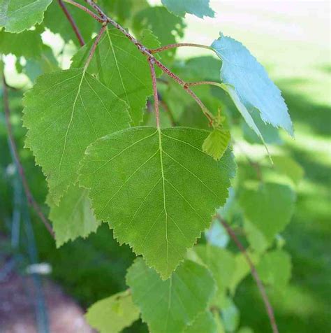 Trees Planet: Betula pendula - Silver Birch - Warty Birch - European White Birch