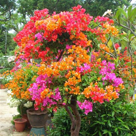 Colorful Bougainvillea Spectabilis Willd Seeds Bonsai Plant Flower Seeds - Seeds | Bougainvillea ...