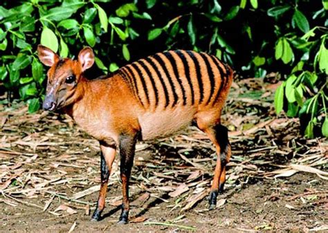 zebra-duiker - Interesting Facts, Information in Hindi - रोचक तथ्य