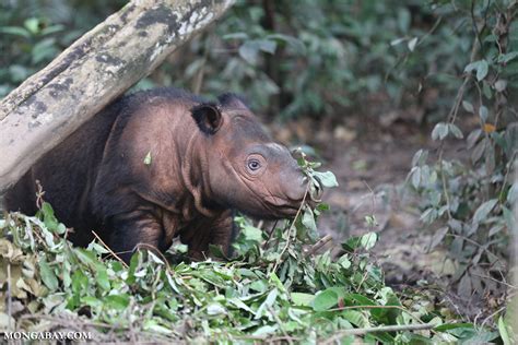 When it comes to captive breeding, not all Sumatran rhinos are equal