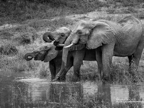 South Africa wildlife photography safari | Responsible Travel