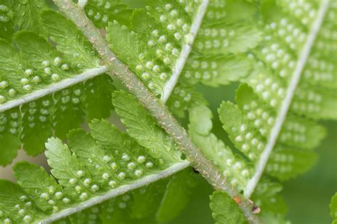 Dryopteris filix-mas | Ferns and Lycophytes of the World