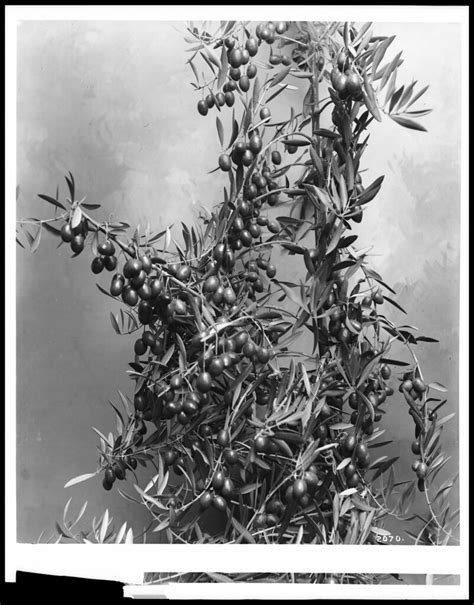 Close-up of an olive branch, ca.1900 (CHS-2070) | Wikimedia … | Flickr