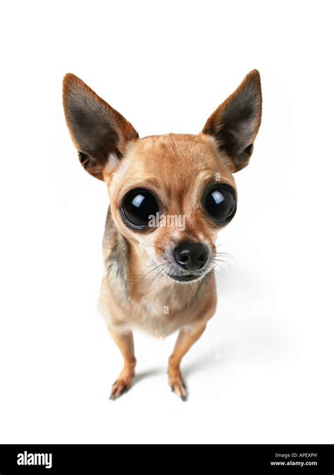 big eyed chihuahua Stock Photo - Alamy