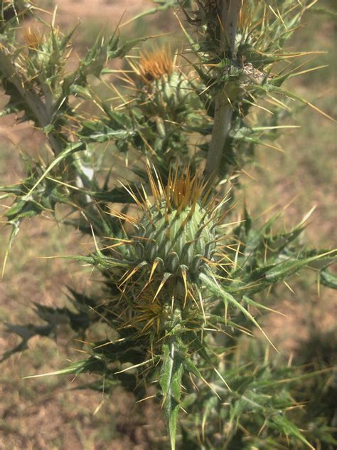 Thistle Identification | Oklahoma State University