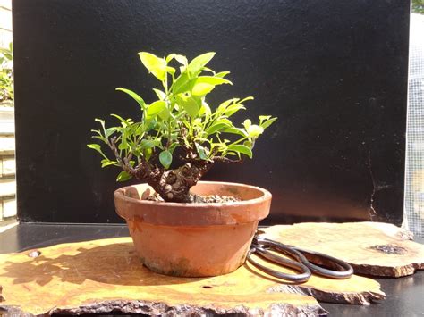 Ginseng Ficus: The Perfect Bonsai Tree for the Beginner - Dengarden