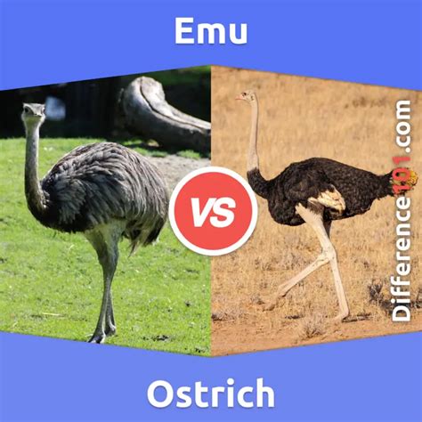 Emu vs. Ostrich: 6 Key Differences, Pros & Cons, Similarities | Difference 101