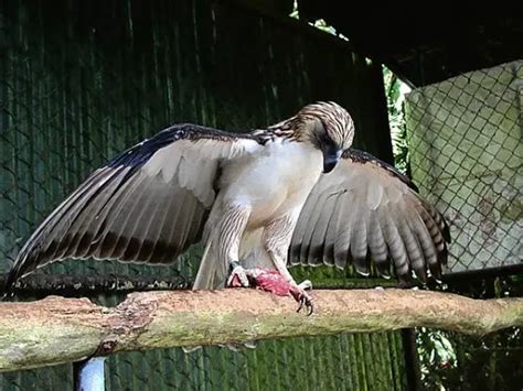 Philippine Eagle Facts - Philippine Eagle Diet - Philippine Eagle Habitat