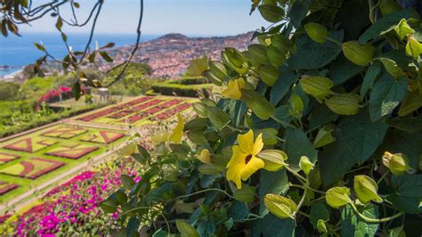 Madeira Botanical Garden - Visit Madeira | Madeira Islands Tourism Board official website