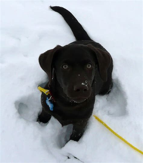 Chocolate Lab Puppies