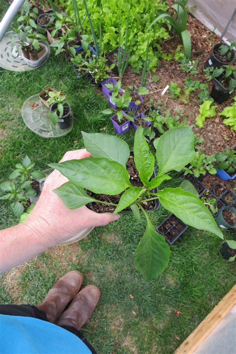 Why are my pepper plants not growing? – Sandia Seed Company