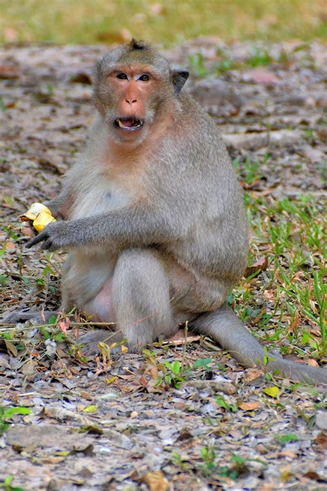 Macaque Monkey at Angkor Thom in Angkor Archaeological Park, Cambodia - Encircle Photos