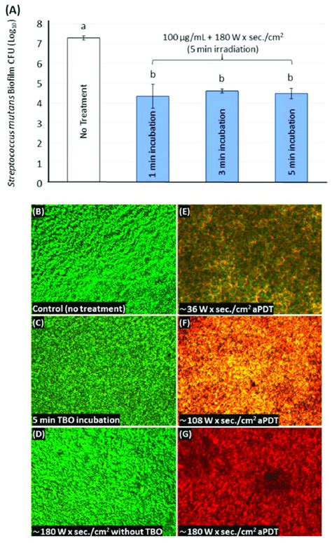 The effect of different incubation times on S. mutans biofilm using 100 ...