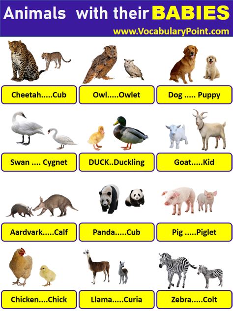 Animals With Their Young Ones| Animals And Their Babies - Vocabulary Point