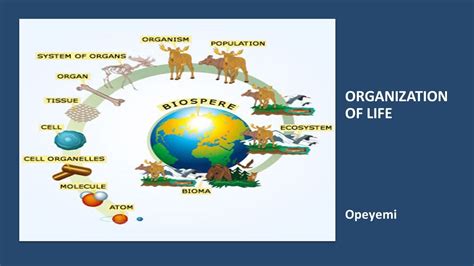 Organization of life 2 | Biology | SS1 | 1st Term - YouTube