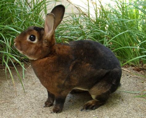 Rabbit Breeds | PetHelpful