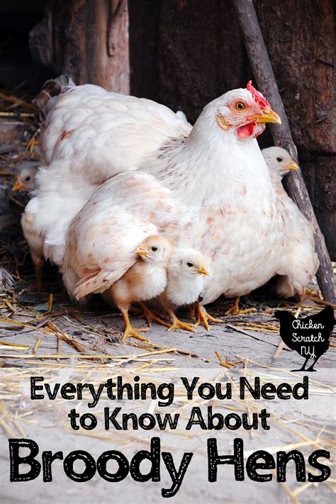 Everything you Need to Know about Broody Hen Behavior