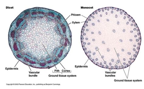 HL Bio Xylem and Phloem Flashcards Flashcards | Quizlet