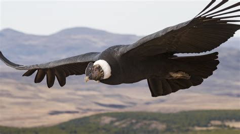 Condor andino conseguiu voar por 5 horas sem bater asas