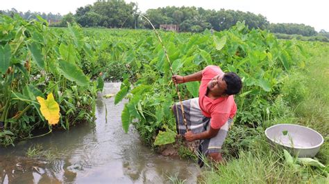 Fishing Video || The traditional village boy fishing scene will amaze everyone || Best hook ...