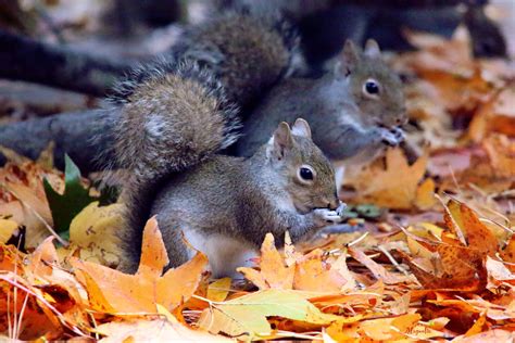 Autumn's Squirrels by FallOut99 on DeviantArt