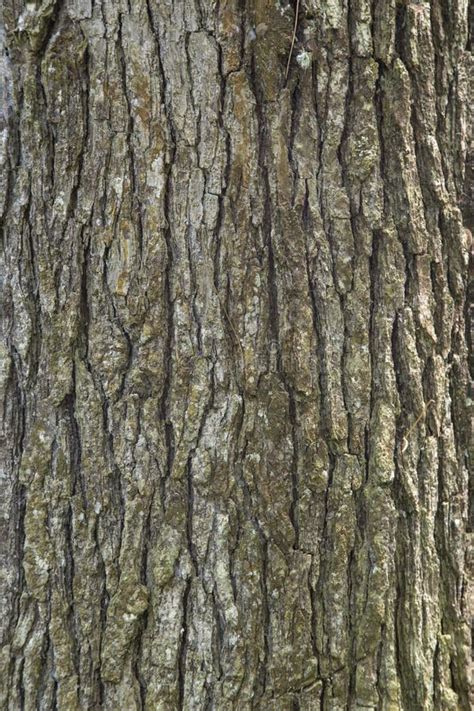 Spruce Pine Tree Wood Skin Texture Stock Image - Image of strength, level: 53454103