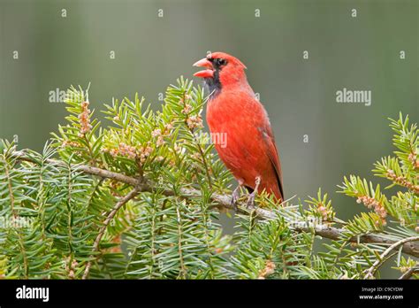 Singing cardinalis cardinalis hi-res stock photography and images - Alamy