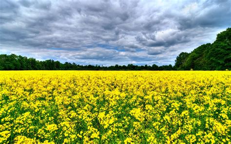 Yellow Canola Field Wallpapers - Wallpaper Cave