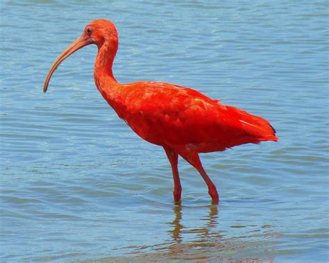 Ibis | Animal Wildlife