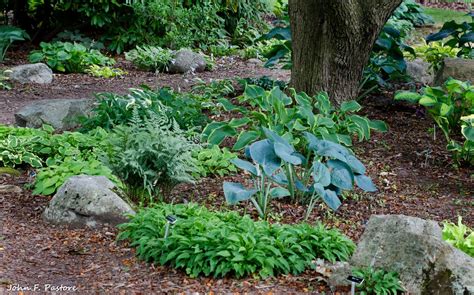 Hostas and Ferns | New Jersey Botanical Garden