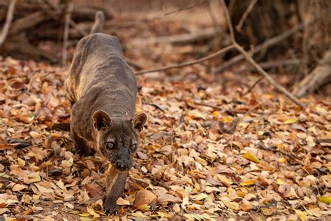 FOSSA: 5 fascinating facts - Africa Geographic